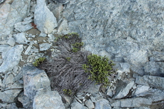 Veronica tetrasticha