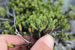 Veronica tetrasticha