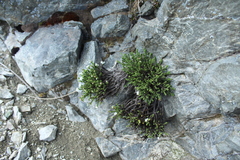 Veronica tetrasticha