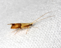 Crocanthes prasinopis