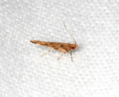 Pyroderces