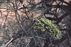 Hakea eyreana