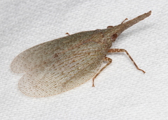 Rentinus dilatatus