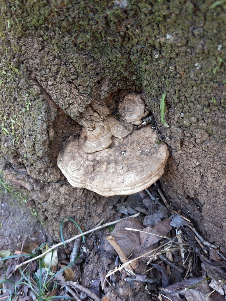 Ganoderma applanatum · January 2022 · photo: © munenori_yamakawa (iNaturalist, cc-by)
