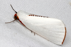 Thalaina selenaea