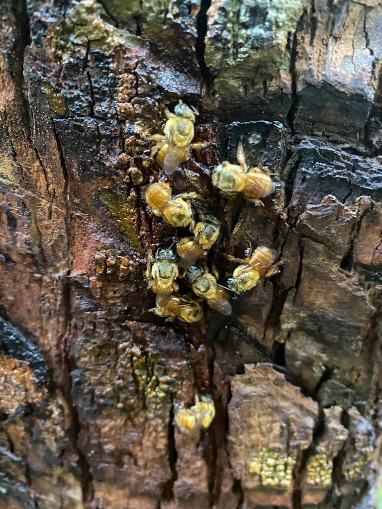 Yellow Urucu Bee