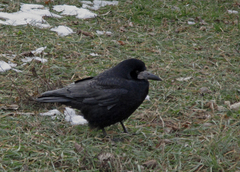 Corvus frugilegus