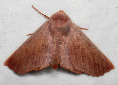 Monoctenia smerintharia
