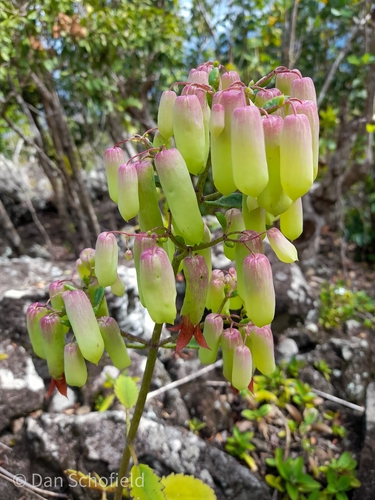 Kalanchoe pinnata
