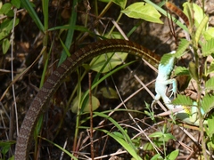 Mastigodryas boddaerti ruthveni