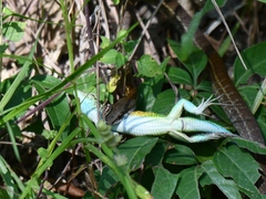 Mastigodryas boddaerti ruthveni