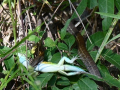 Mastigodryas boddaerti ruthveni