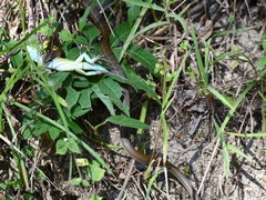 Mastigodryas boddaerti ruthveni