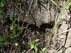 Mastigodryas boddaerti ruthveni