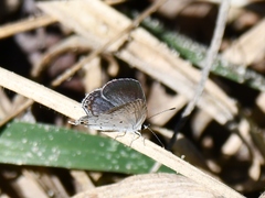 Cupido comyntas texana