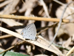 Cupido comyntas texana