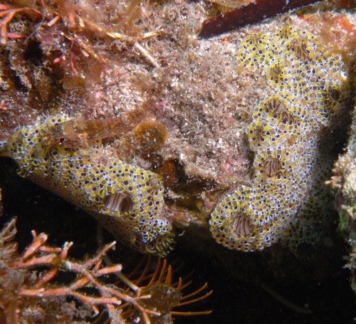 Notched triplefin