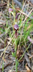 Calochilus therophilus