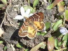 Chrysolarentia polycarpa