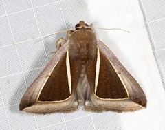 Chalciope alcyona