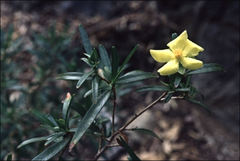 Hibbertia glaberrima