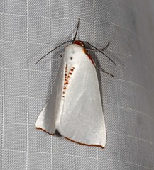 Thalaina selenaea