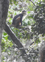 Cercopithecus wolfi wolfi