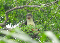 Cercopithecus wolfi wolfi