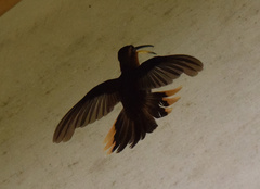 Phaethornis eurynome