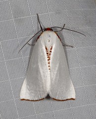 Thalaina selenaea