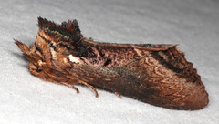 Hylaeora eucalypti