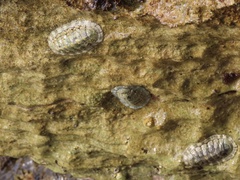 Chiton squamosus