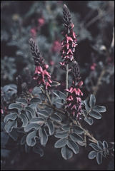 Indigofera georgei