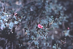 Indigofera leucotricha