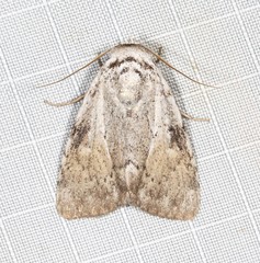 Barasa cymatistis