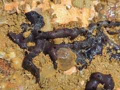 Haliclona melana