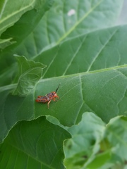 Diponthus pycnostictus