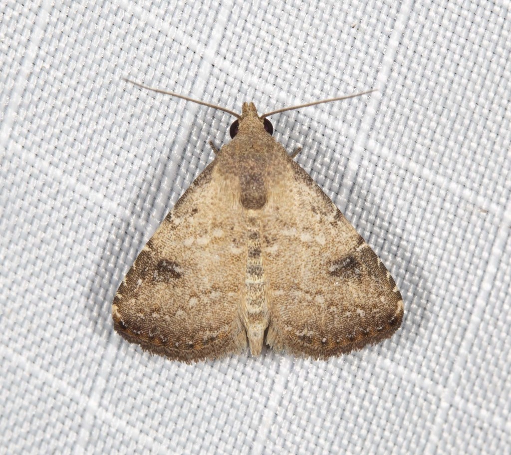 Rivula concinna