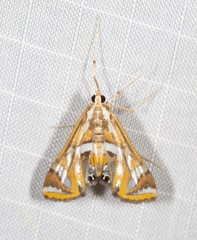 Margarosticha euprepialis