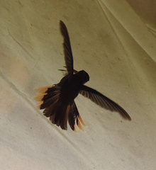 Phaethornis eurynome