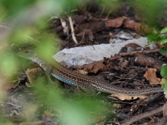Ameiva bifrontata divisa
