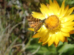 Chrysolarentia chrysocyma