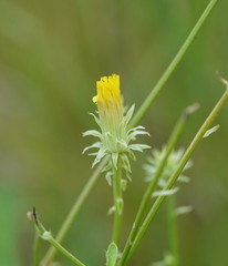 Picris squarrosa