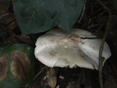 Agaricus