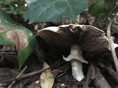 Agaricus