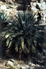 Macrozamia macdonnellii