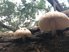 Pluteus