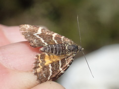 Chrysolarentia polycarpa