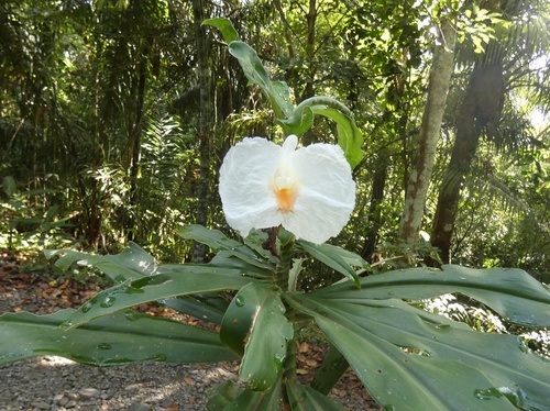 Dimerocostus strobilaceus image