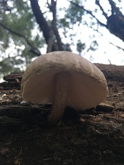 Pluteus